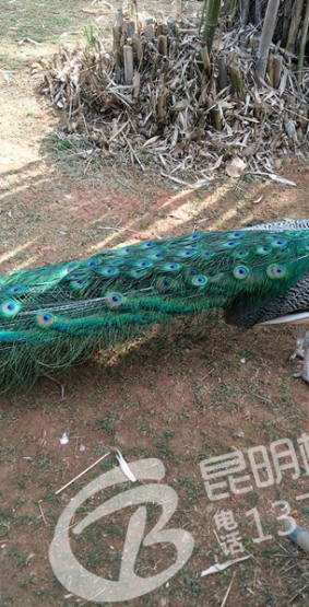 һ֧׺׶